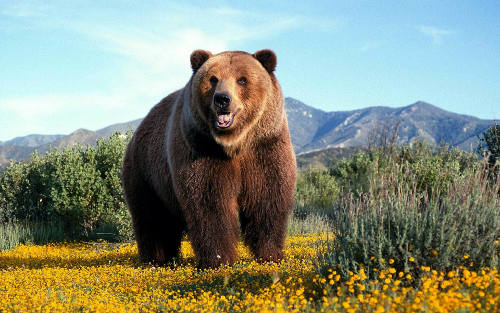 Bear Jr. Electric Team